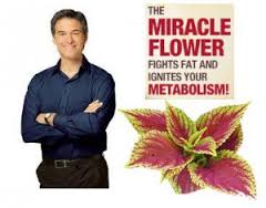 Forskolin for weight loss and as a yohimbe substitute