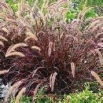 Overwintering Purple Fountain Grass