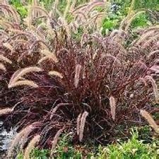 Growing large purple fountain grass