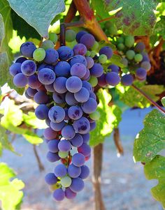 How to make wine from grapes